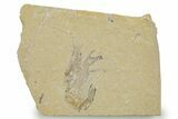Cretaceous Fossil Shrimp - Lebanon #375785-1